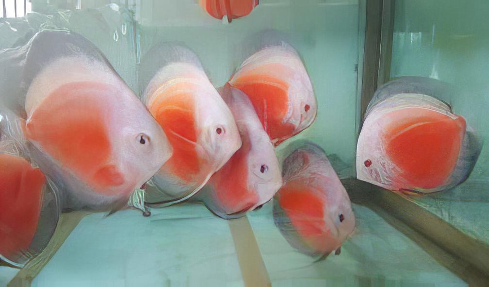 White And Red Discus - Real Aquatics
