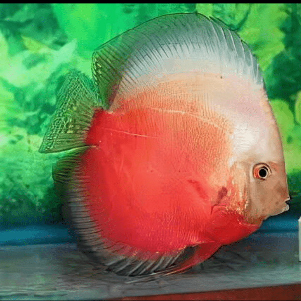 White And Red Discus - Real Aquatics