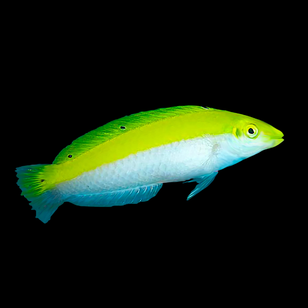 White Belly Wrasse Halichoeres Leucoxanthus - Real Aquatics