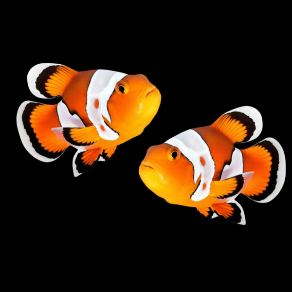 White Cap Minstrel Clownfish Amphiprion Ocellaris Pair - Real Aquatics