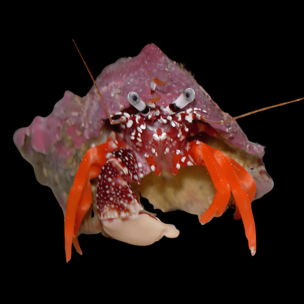 White Claw Hermit Crab Phimochirus Operculatus - Real Aquatics