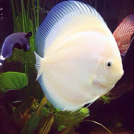 White Diamond Discus - Real Aquatics