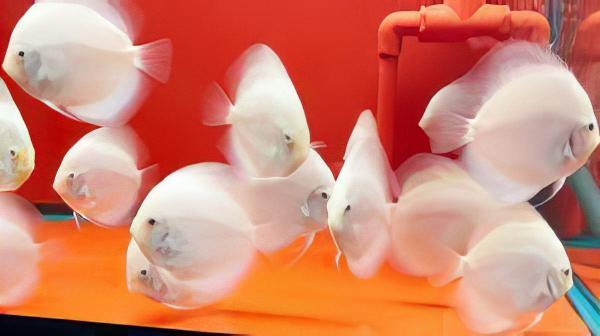 White Diamond Discus - Real Aquatics