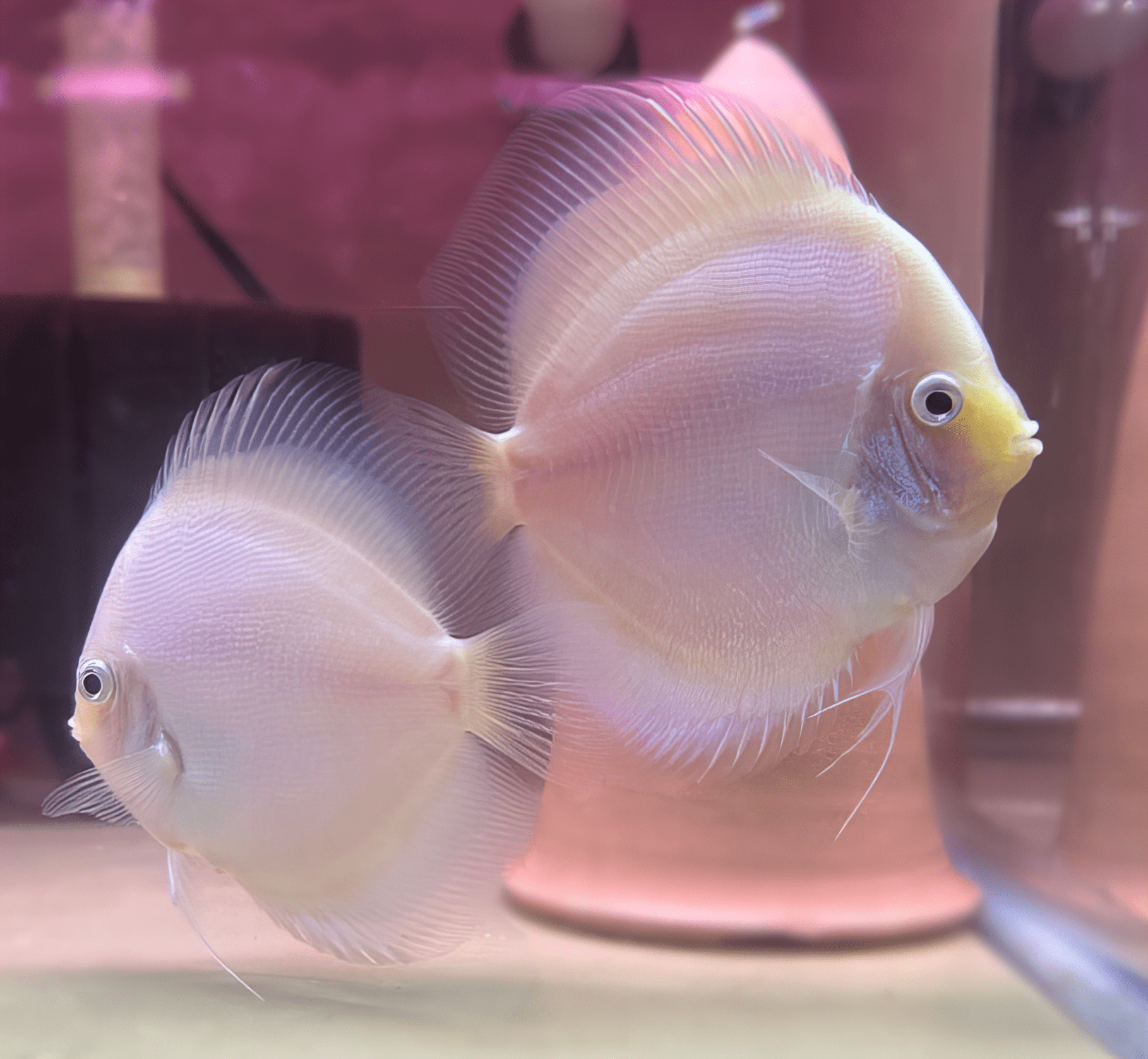 White Diamond Discus - Real Aquatics