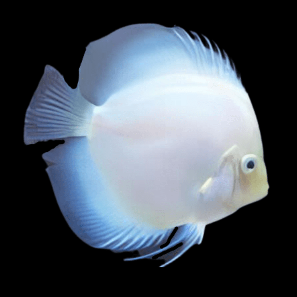 White Diamond Discus - Real Aquatics