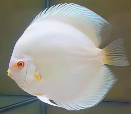 Snow White Discus - Real Aquatics