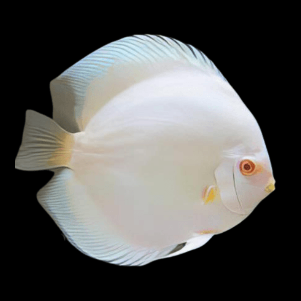 Snow White Discus - Real Aquatics