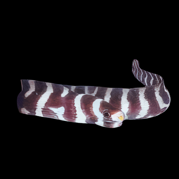 White Eye Moray Eel Sideria Thyrsoidea - Real Aquatics