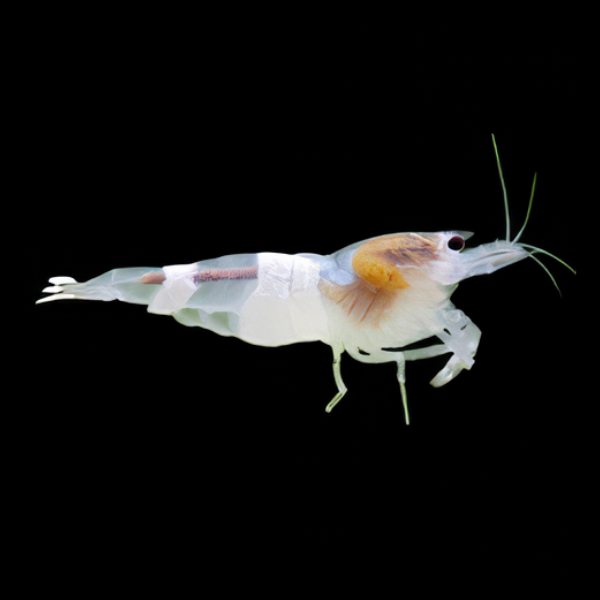 10 x White Crystal High Grade Shrimp Caridina Sp 2cm - Real Aquatics