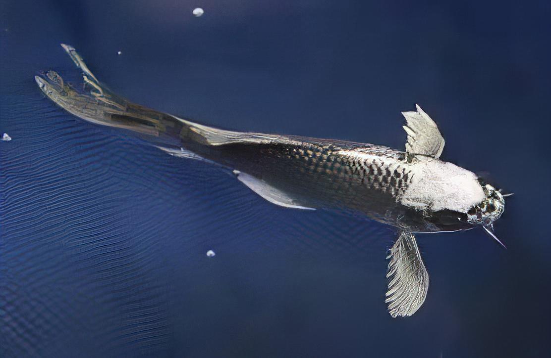 10 x White Ghost Koi Carp Cyprinus Carpio