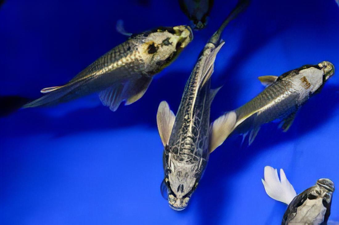 10 x White Ghost Koi Carp Cyprinus Carpio