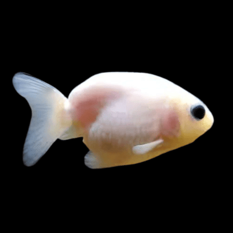 Ranchu Goldfish