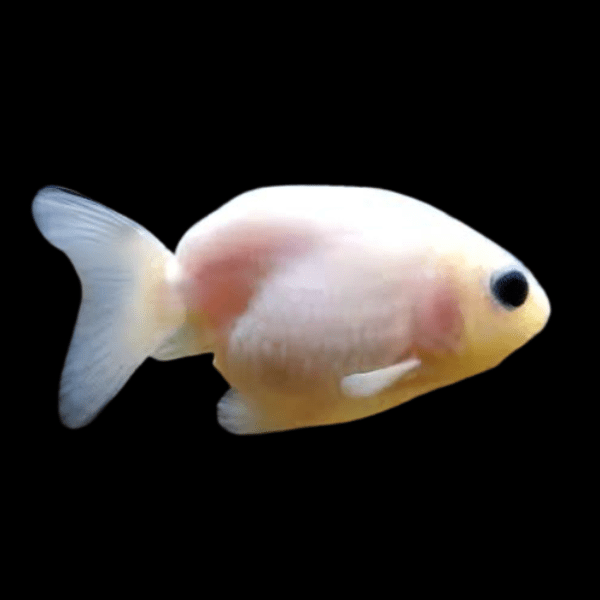 White Lionhead Ranchu Goldfish Carassius Auratus 5cm - Real Aquatics