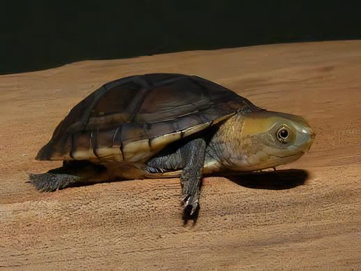 White Lipped Mud Turtle Kinosternon Leucostomum 15cm - Real Aquatics