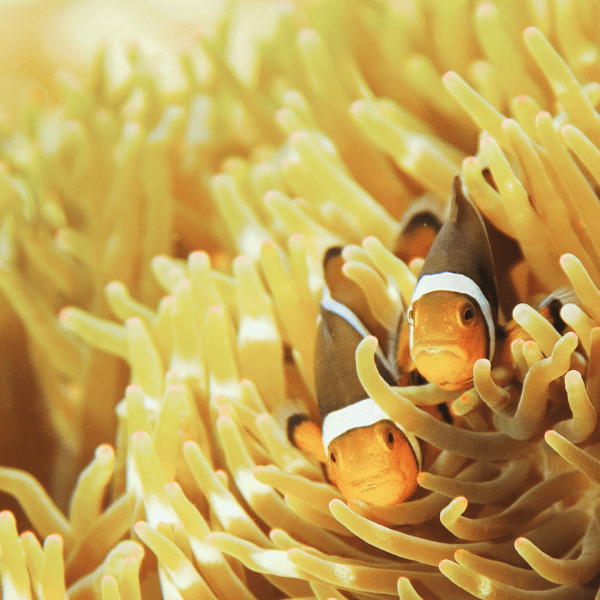 White Malu Anemone Heteractis Malu - Real Aquatics