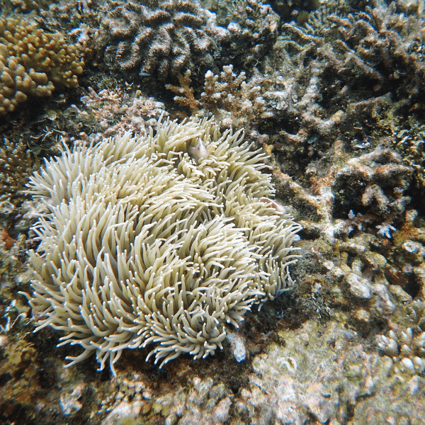 White Malu Anemone Heteractis Malu - Real Aquatics