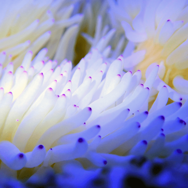 White Malu Anemone Heteractis Malu - Real Aquatics