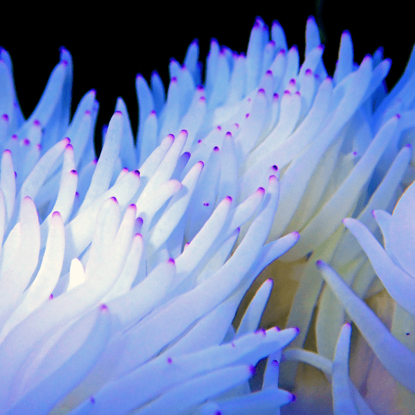 White Malu Anemone Heteractis Malu - Real Aquatics