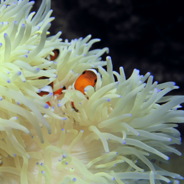 White Malu Anemone Heteractis Malu - Real Aquatics