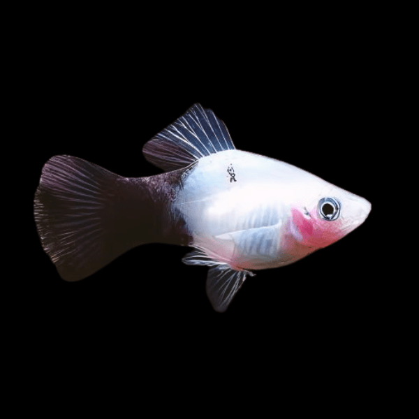 White Moon Platy Xiphophorus Maculatus 3cm - Real Aquatics