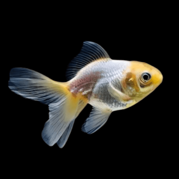 White Oranda Goldfish Carassius Auratus - Real Aquatics
