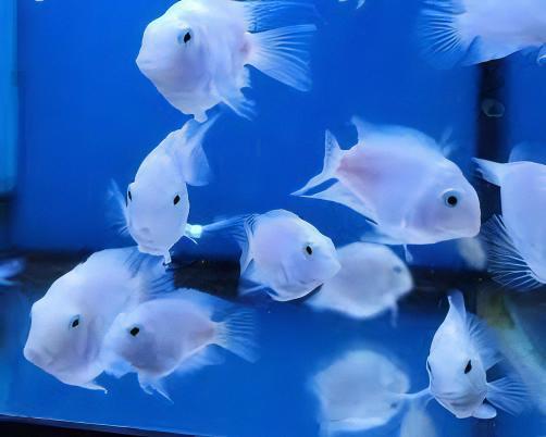 White Parrot Fish Hybrid Amphilophus Citrinellus Vieja Melanurus 5cm - Real Aquatics