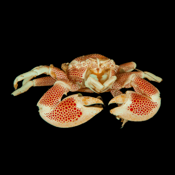 White Porcelain Anemone Crabs Neopetrolisthes Ohshimai - Real Aquatics