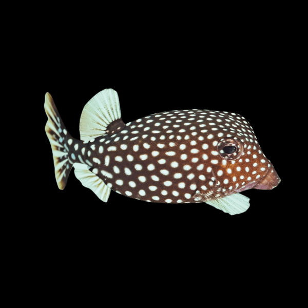 White Spotted Boxfish Ostracion Meleagris - Real Aquatics