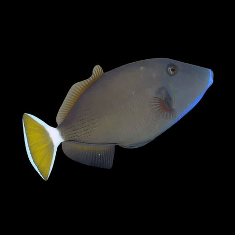 Marine Triggerfish
