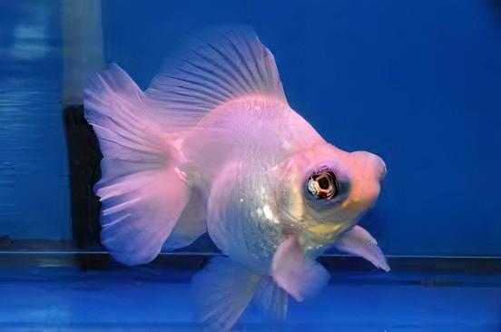 White Telescope Butterfly Moor Goldfish Carassius Auratus - Real Aquatics