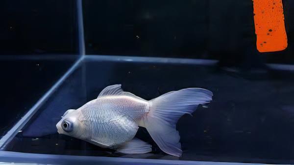 White Telescope Butterfly Moor Goldfish Carassius Auratus - Real Aquatics