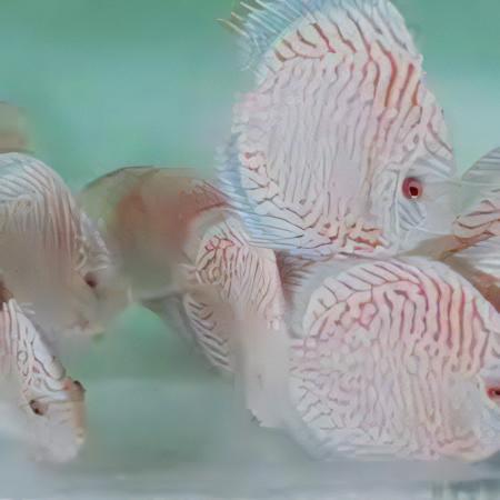 White Tiger Discus - Real Aquatics