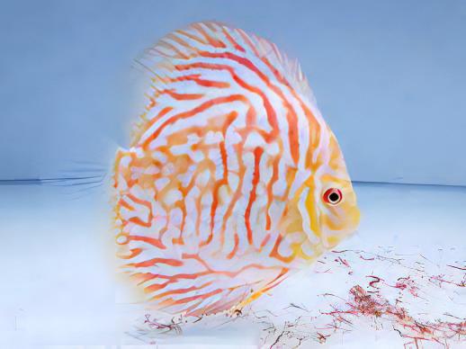 Assorted Discus