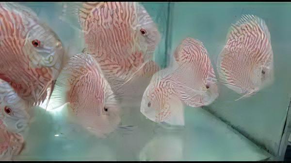 White Tiger Discus - Real Aquatics