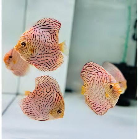 White Tiger Discus - Real Aquatics