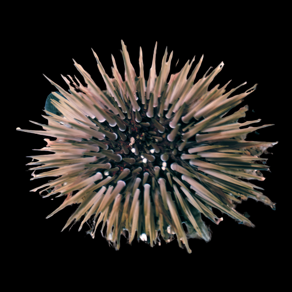 White Tip Sea Urchin Echinometra Mathaei - Real Aquatics