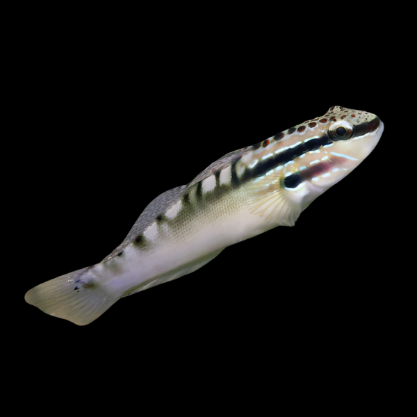 White Watchman Goby Amblygobius Stethophthalmus - Real Aquatics