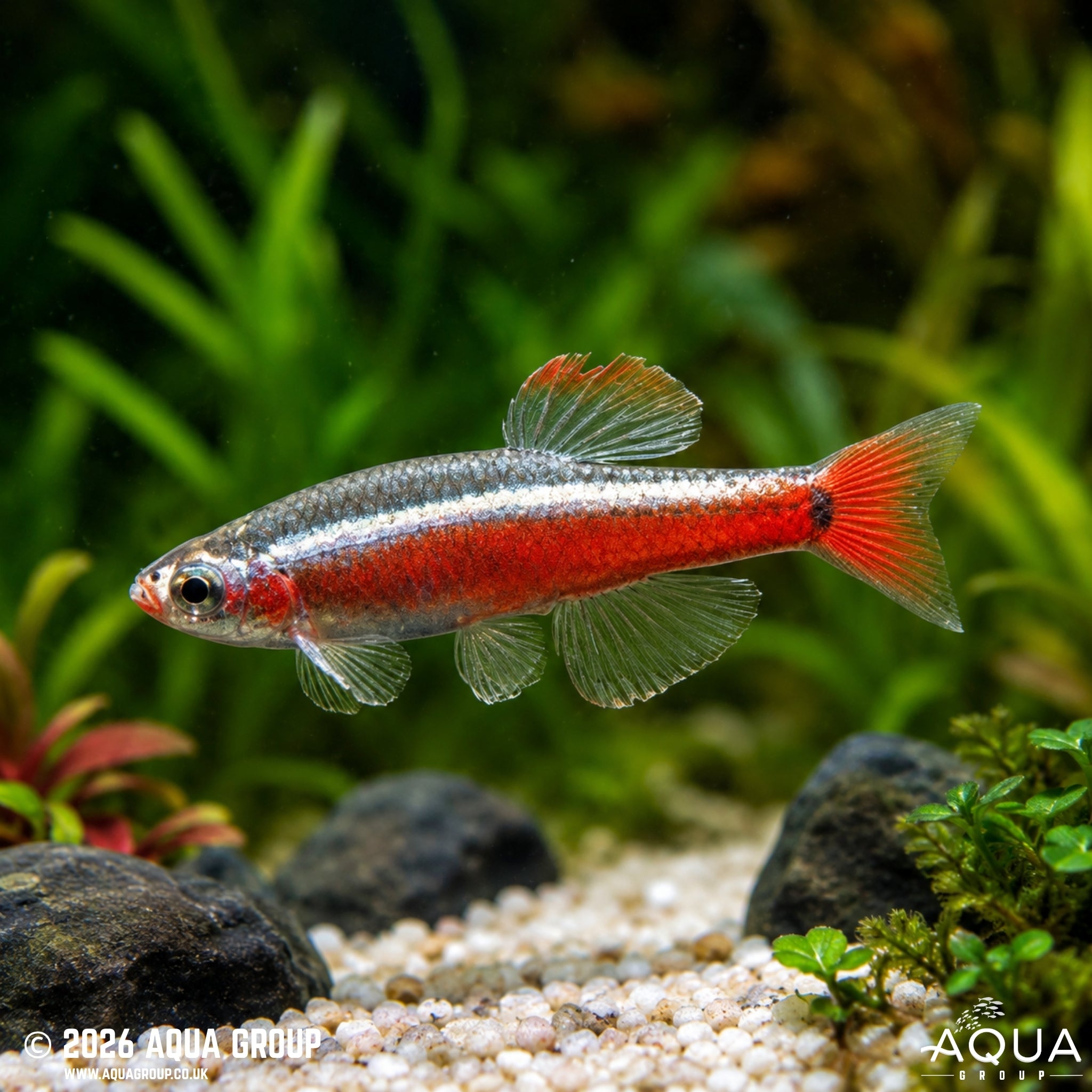 White Cloud Mountain Minnow (Tanichthys albonubes)