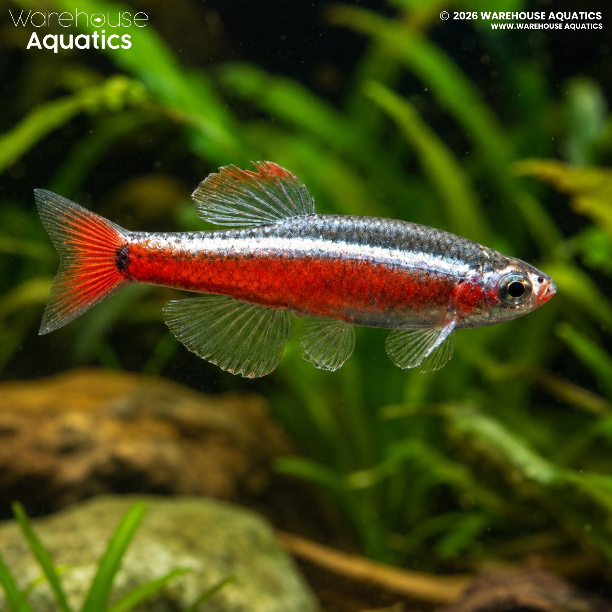 White Cloud Mountain Minnow (Tanichthys albonubes)