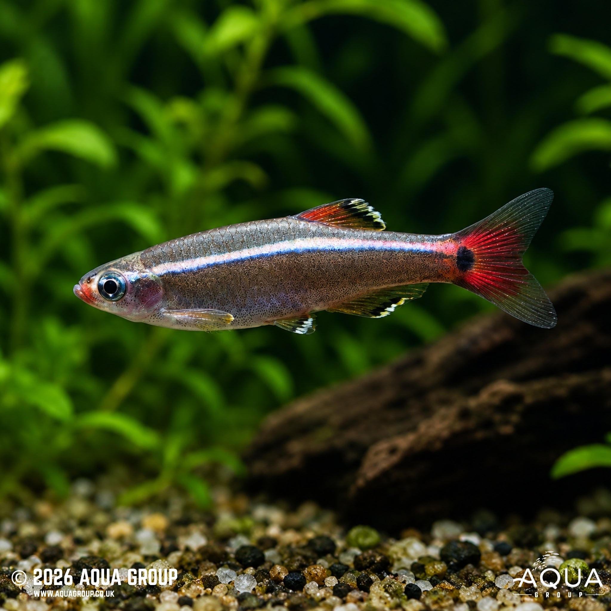 White Cloud Mountain Minnow (Tanichthys albonubes)