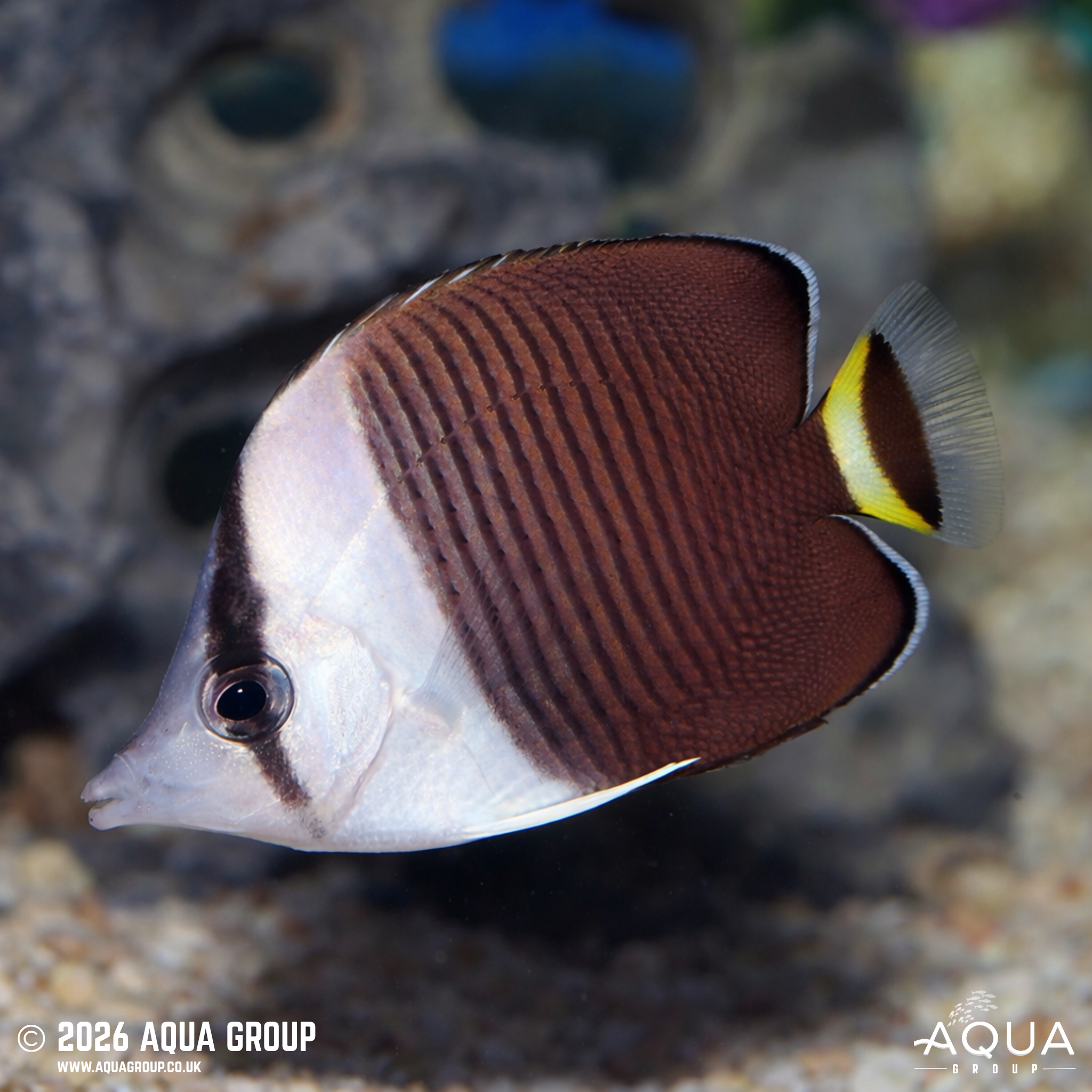 White Face Butterflyfish (Chaetodon mesoleucos)