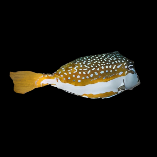 Whitleyi Hawaiian Female Boxfish Ostracion Whitleyi - Real Aquatics