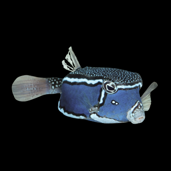 Whitleyi Hawaiian Male Boxfish Ostracion Whitleyi - Real Aquatics