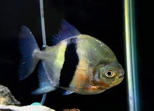 Black Banded Pacu Wide Bar Dollar Myleus Schomburgkii 5cm - Real Aquatics