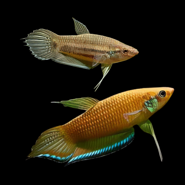 Wild Betta Enisae Pair Male & Female 3cm