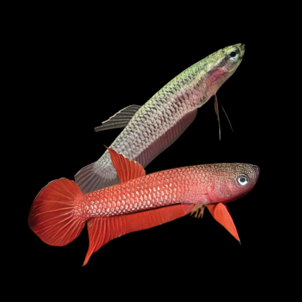 Wild Betta Mulyadii Pair Male & Female 3cm