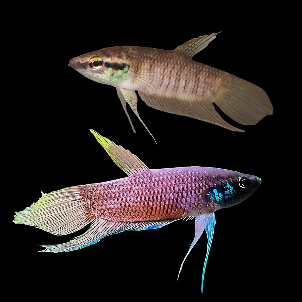 Wild Betta Raja Pair Male & Female 3cm