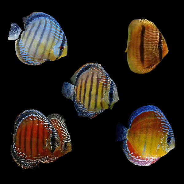 Wild Discus 10cm - Real Aquatics