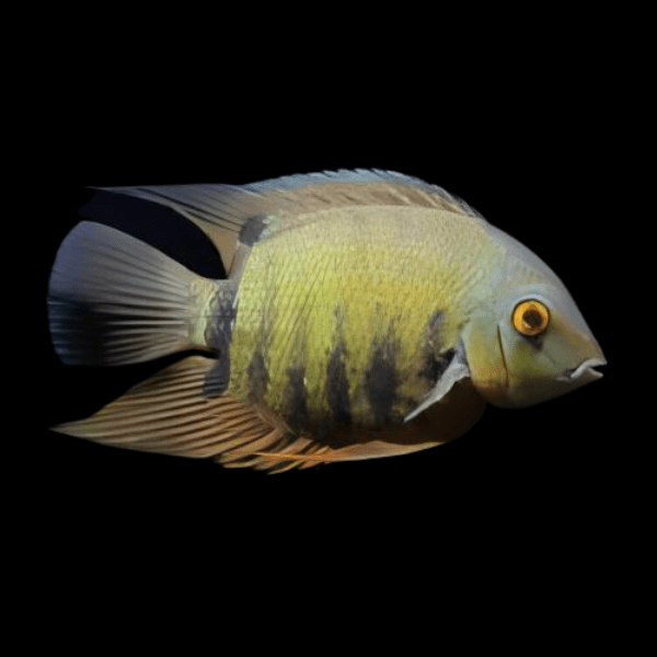 Wild Green Severum Heros Efasciatus 5cm - Real Aquatics
