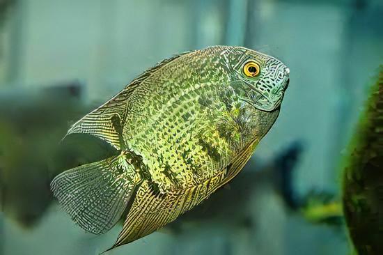 Wild Green Severum Heros Efasciatus 5cm - Real Aquatics